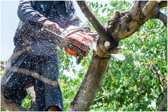 tree services Leith-Hatfield